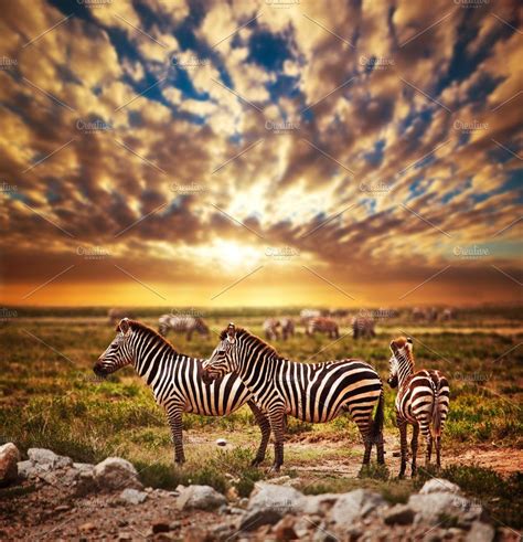 Zebras Herd On Savanna At Sunset Featuring Zebra Animal And Wild