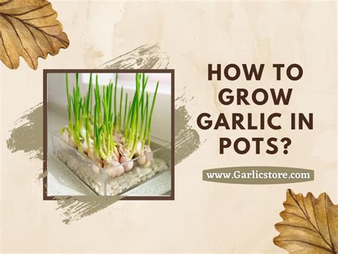 How To Grow Garlic In Pots Garlic Store