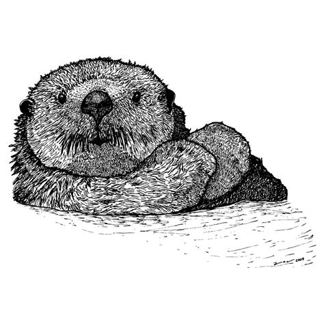 Sea Otter Drawing By Karl Addison Pixels