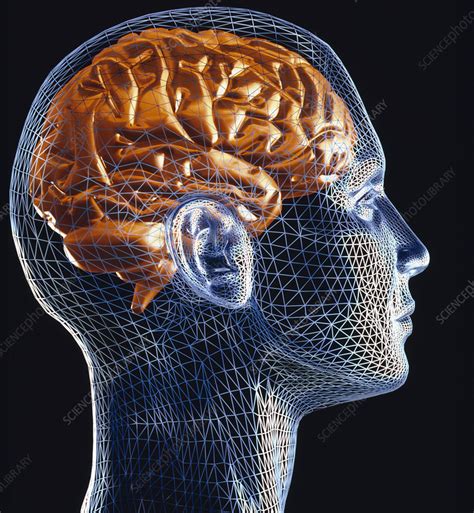 Brain Stock Image P3300317 Science Photo Library
