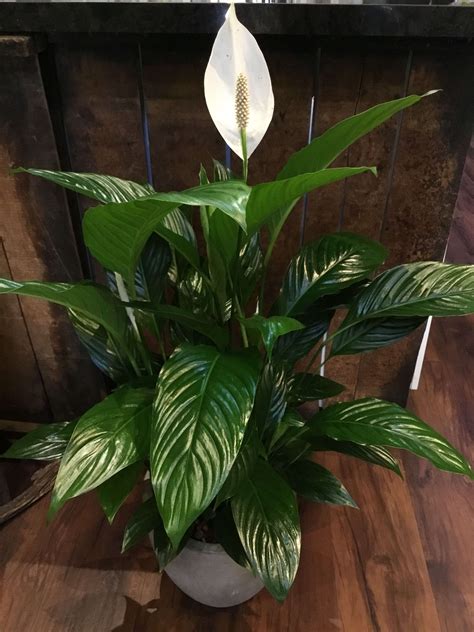 Peace Lily Plant In Burlingame Ca Floral Art And Decor