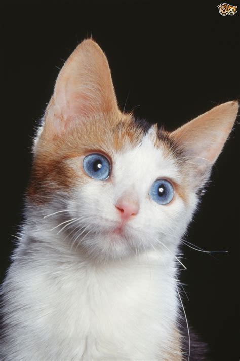 Only cats expressing the deep blue eye gene have been called ojos azules. Beautiful Blue-eyed Cats | Pets4Homes
