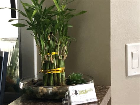 Sheba pharmacy 2 llc general pharmacy npi number: Book a massage with Serenity824 Massage Therapy Service ...