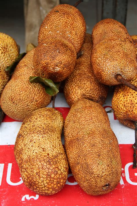 Exotic Fruit Southeast Asian Cempedak