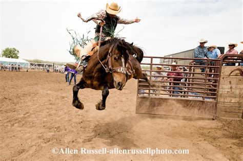 Saddle Bronc Rider At Miles City Bucking Horse Sale In Miles City