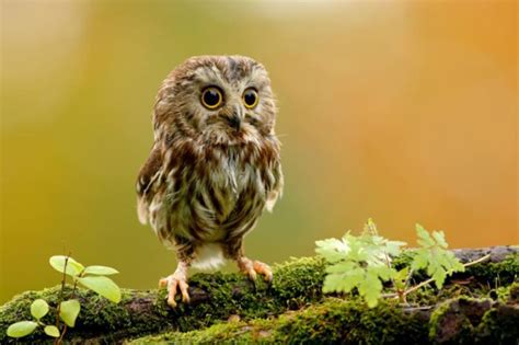 Cute Baby Owl