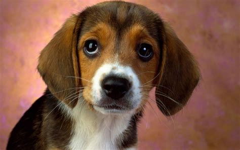 puppy eyes beagle wallpapers hd wallpapers id