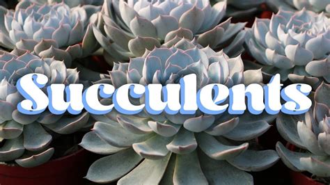 How To Look After Succulents Youtube