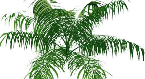 Download Palm Tree Top View Png Full Size Png Image Pngkit