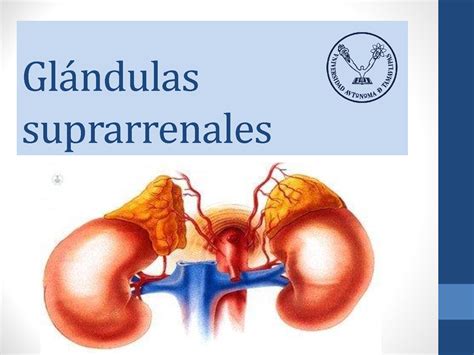 Glándulas Suprarrenales Anatomía Y Fisiología Básica Diapositivas De