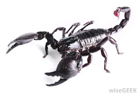 7,017,242 likes · 38,247 talking about this. What is a Scorpion? (with pictures)