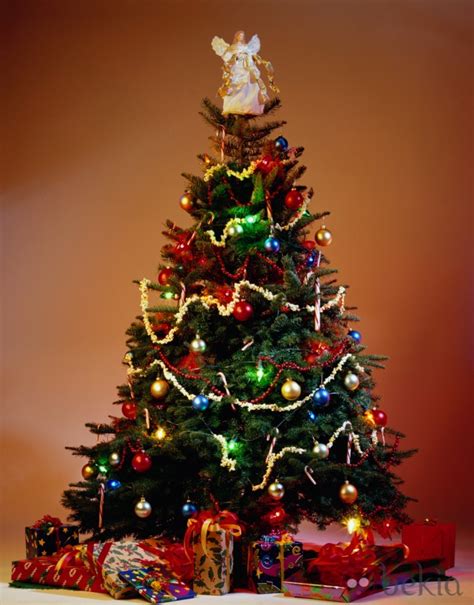 ¿cómo Colocar Las Luces De Navidad En Un árbol