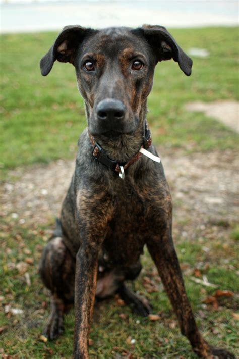 The doberman pinscher should have a knobbed rubber glove used for dead hair removal. Nixon - Doberman Pinscher mix