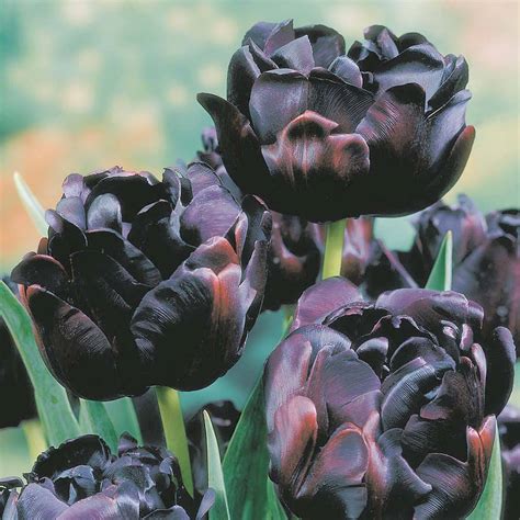 Tulip Black Hero Van Meuwen