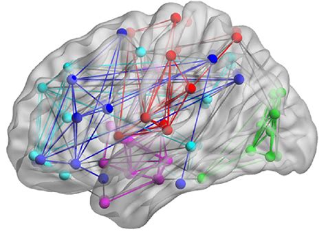 Visualization Of The Human Brain Network Using The Brainnet Viewer 53