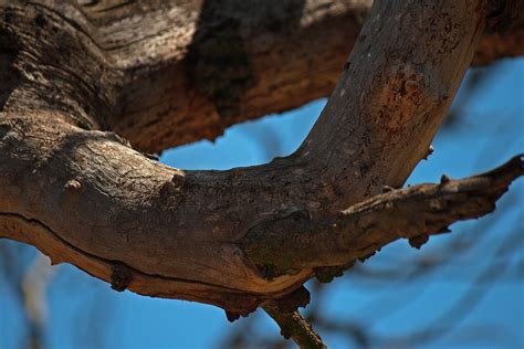 Thick Dry Branch Free Stock Photo Public Domain Pictures