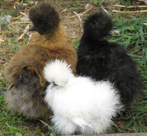 Silkie Chicken Colors What Colors Are Silky Chickens Silkie Chickens
