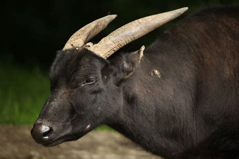 Western indonesia which is more influenced by asian fauna, and the east which is more influenced by australasian species. 10 Most Iconic Animals Of Indonesia - WorldAtlas
