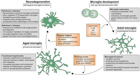 Frontiers Aging Microglia—phenotypes Functions And Implications For