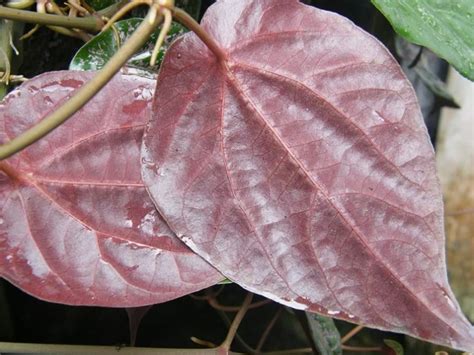 Maybe you would like to learn more about one of these? Macam macam daun  Struktur, Fungsi, Manfaat  +Gambar ...