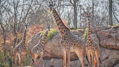 Nashville Zoos 3 Year Old Masai Giraffe Died Thursday