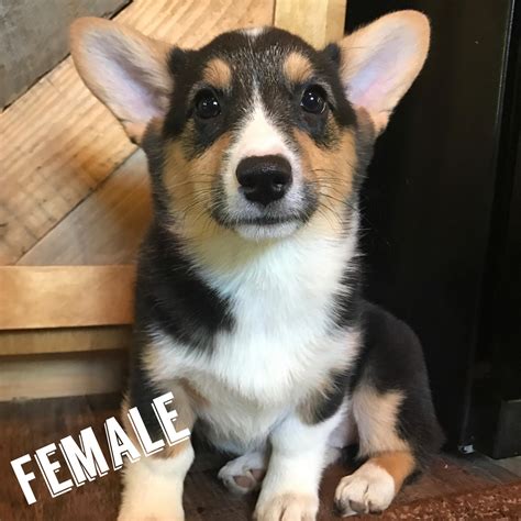 Browse thru our id verified puppy for sale listings to find your perfect puppy in your area. Pembroke Welsh Corgi Puppies For Sale | Grove City, OH #279718