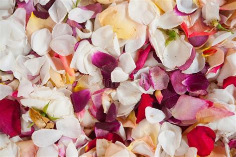 Fresh Rose Petals Stock Image Image Of Coloured Numerous 28439591
