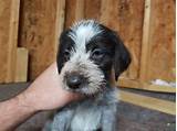 This is a powerful breed that is review how much german wirehaired pointer puppies for sale sell for below. German Wirehaired Pointer Puppies For Sale | Irwin, OH #284799