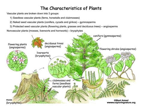 Plant Kingdom Overview