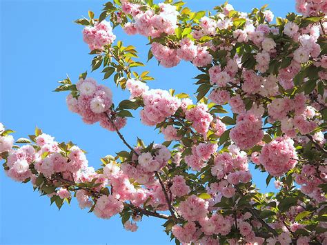 This tree has unusual flowers due to their large size in comparison to other flowering cherry trees. Kwanzan Flowering Cherry Tree - a photo on Flickriver