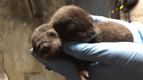 Oregon Zoo River Otter Tilly Gives Birth To Two Pups Youtube