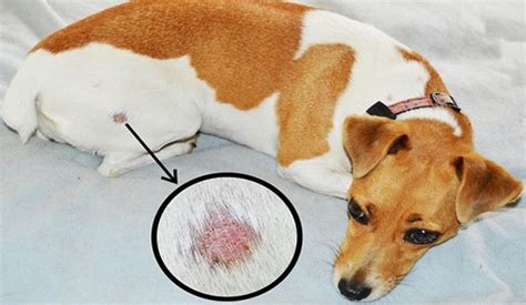 درمان زخم بستر سگ بررسی علائم و راه های پیشگیری از این بیماری Happypet