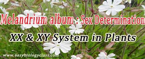 How Sex Is Determined In Plants Melandrium Album