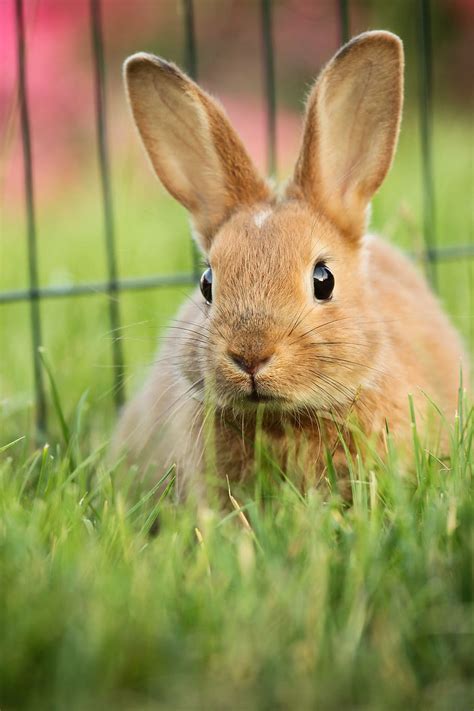 Close Photography Brown Rabbit Hare Animal Green Eskers Ears
