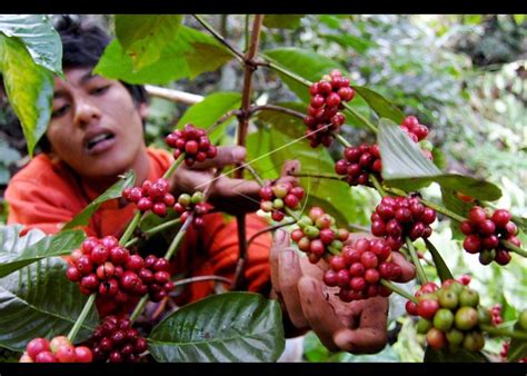 Panen Kopi Antara Foto