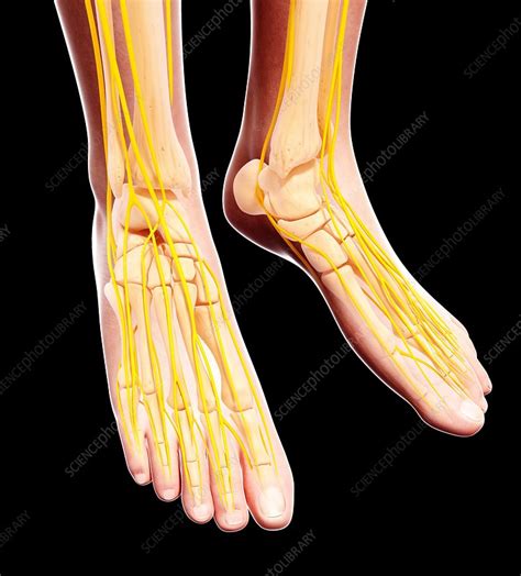 Human Foot Nervous System Artwork Stock Image F0073666 Science