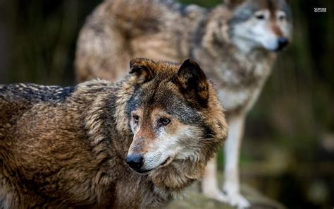 Gray Wolves Wilderness Predators Wild Grey Wolf Wildlife Nature