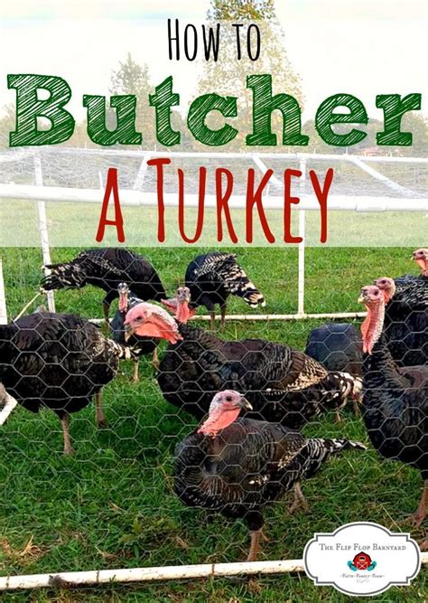 This will depend more on the type of turkey you raise, the feed you give them and whether they are pasture raised or not. How to Butcher a Turkey- Humanely | Raising farm animals ...