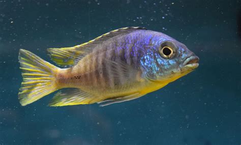 Placidochromis Sp Jalo Reef Large Male For Sale At Aquarium Fish Depot