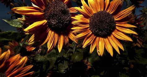 He died on january 1. Sunflower guru grows varieties unique in color, size