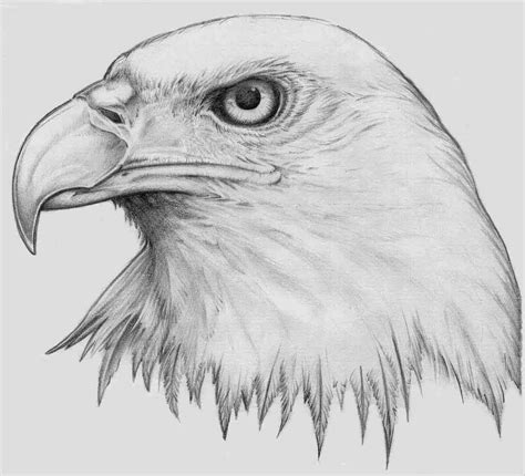 Simple Bald Eagle Drawing At Explore Collection Of