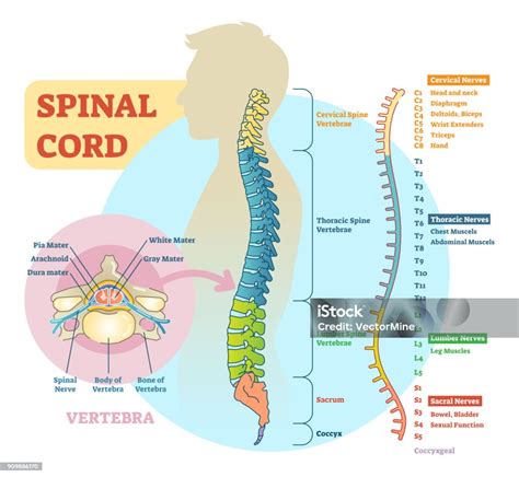 Spinal Cord Schematic Diagram Stock Illustration Download Image Now