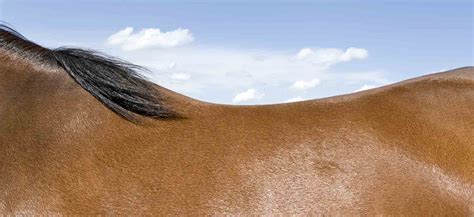 Back Pain In Horses Caribu Horse Wear