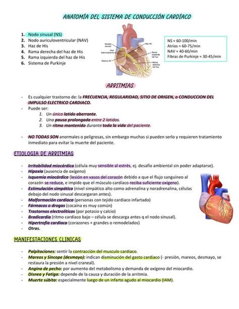 Anatomía Del Sistema De Conducción Cardiaco Constanza Foucaut Udocz