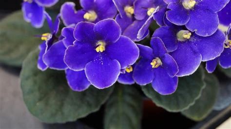 6 Things You Should Know To Have The Most Beautiful African Violets
