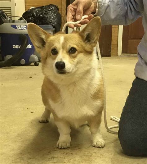 Adopt Corgi Petsidi