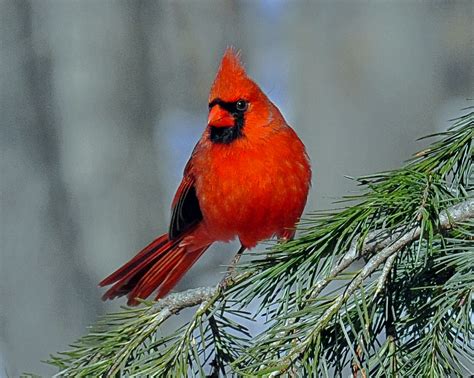 Cardinal In An Evergreen A Cardinal Surveys A Winter Scene Flickr
