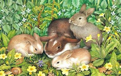 Bunny Rabbit Animals Desktop Desktopnexus Spring