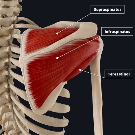 Incredible Rowing And Rotator Cuff Muscles References
