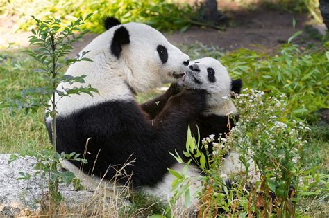 20 Jahre Kooperation Schönbrunner Tiergarten Feiert Panda Jubiläum